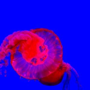 Meet your Posher, Lena